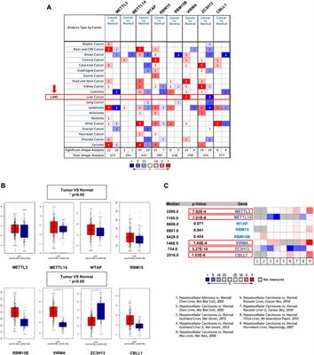 Diagnostic, Therapeutic, and Prognostic Value of the m6A Writer Complex in Hepatocellular Carcinoma